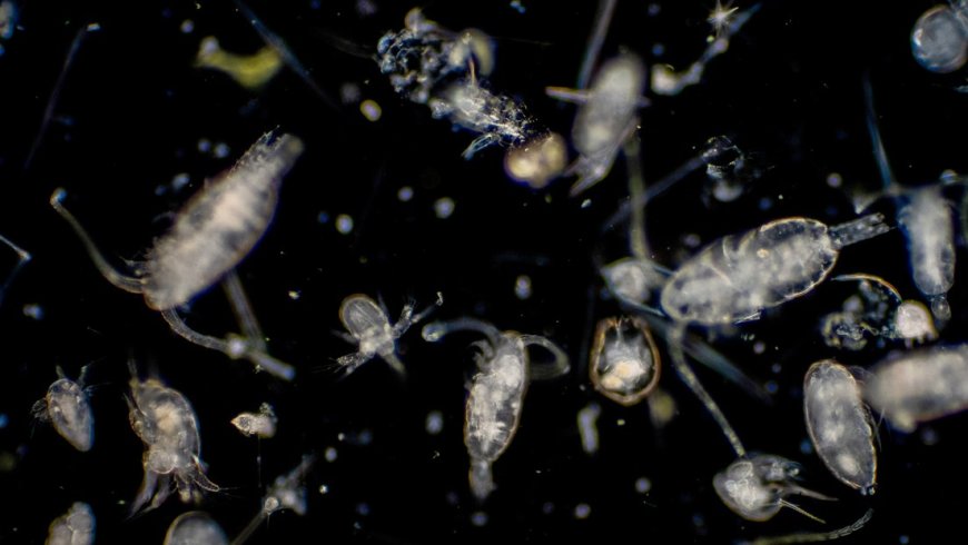 Descubren nuevos tipos de virus que se propagan en los océanos del mundo